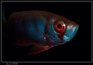 BIG eye :-D by Daniel Strub 